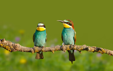 Close up of a perched Bee-eaters in summer