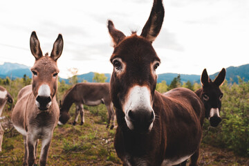 Fototapeta na wymiar Donkeys in the meadow