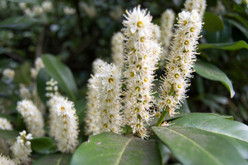 sweet pepperbush blossoms in spring
