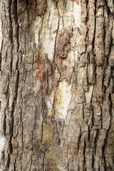 Tree Bark Texture for Background.