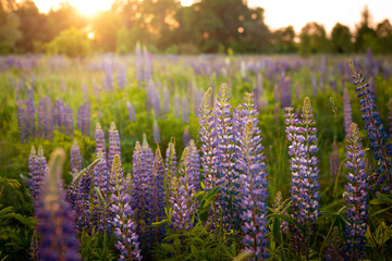 Obraz premium Gorgeous evening landscape of a big field of lupine with a setting sun in the background. Colorful summer floral landscape