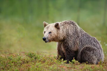 Obraz na płótnie Canvas Close up of an large Eurasian Brown Bear