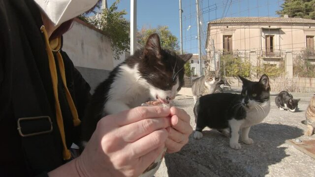 Feeding a starving kitten by hand on the sunny streets of Spain. Close up.
