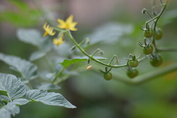 Small green tomatoes on a tomato plant