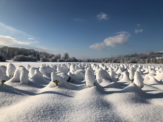 Field of Brussel Sprouts covered in deep snow.