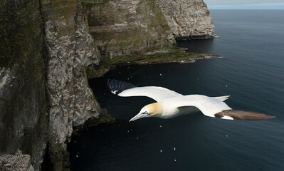 Northern gannet in flight against coastal cliffs