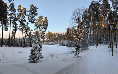Winter landscape: spruces in the forest, covered with snow