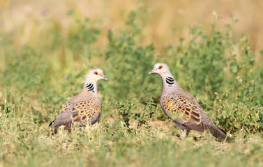 Close up of two European turtle doves in a meadow