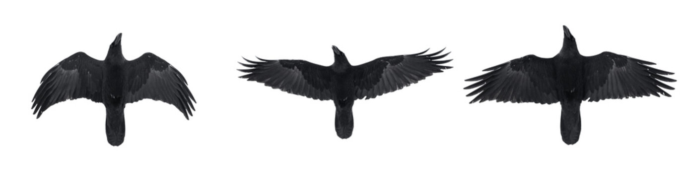 Three isolated raven silhouettes in flight with fully open wings on white background