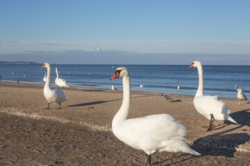 Obraz premium Beautiful white swans walking on the beach. Baltic Sea, winter