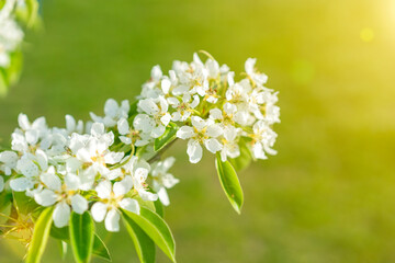 apple blossom in may a wonderful nature. Pear tree blossom close-up. White pear flower on naturl background. toned