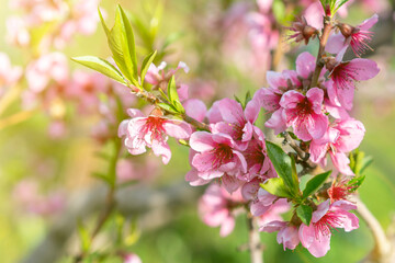 Pink Flowers Blooming Peach Tree at Spring. Beautiful peach blossom. toned