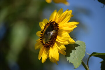Bee on a sunflower