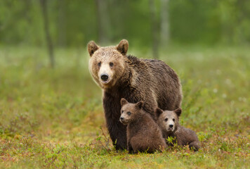 Female Eurasian brown bear and her cubs in boreal forest.