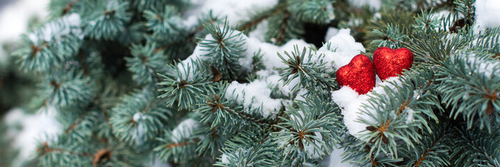 banner. valentine's day card. branches of a Christmas tree with snow and two red hearts on them.