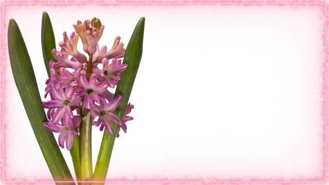 Timelapse of pink hyacinth flower blooming on white background close up With place for text or image. Holiday, love, birthday design backdrop. Valentines day, Mothers day concept