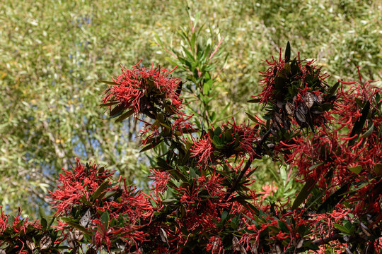 View of Embothrium coccineum bloomed during spring season in Patagonia, Argentina