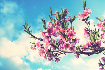 Pink Flowers Blooming Peach Tree at Spring. Bright Blue Sky as Background. Beautiful peach blossom....