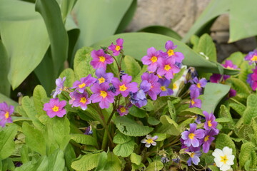 Small purple flowers