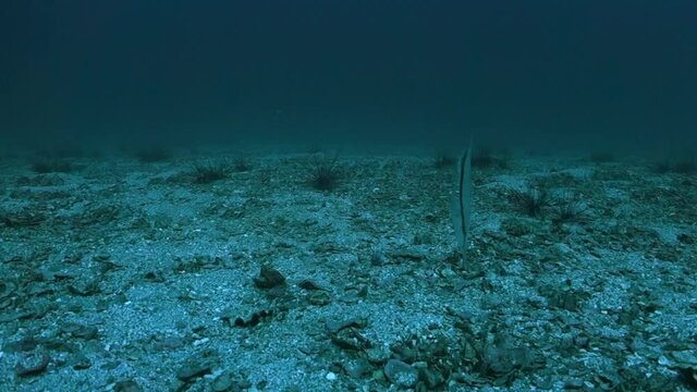 Single Adult Razorfish Shrimpfish Swims near Urchins in Open Ocean
