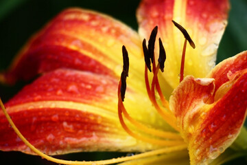In the center of a flower of a day lily with bright long petals there are stamens of black color....