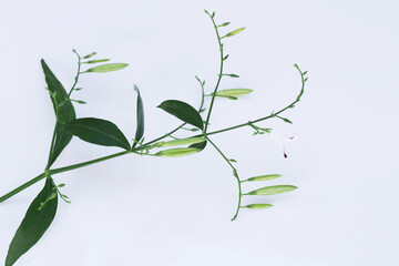 Close-up of traditional herbal medicine plant Kariyat or green chireta (Andrographis paniculata) pods with green leaves and flower. The plant has found the ability to suppress coronavirus COVID-19.