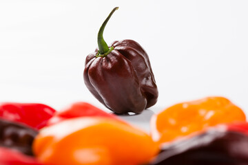 Chocolate Habanero extra hot chilli, brown habanero