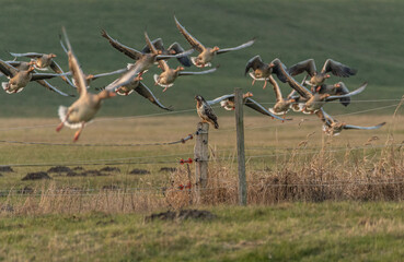 Nicht aus der Ruhe bringen lassen. Ein Bussard zeigt sich von den Wildgänsen unbeeindruckt.