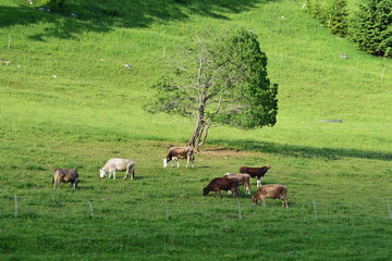 Naklejka na ściany i meble Cows on a green hill