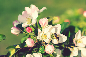 Beautiful blooming apple trees in spring park close up. Apple trees flowers. the seed-bearing part of a plant, consisting of reproductive organs. Blooming apple tree. Spring flowering of trees. toned