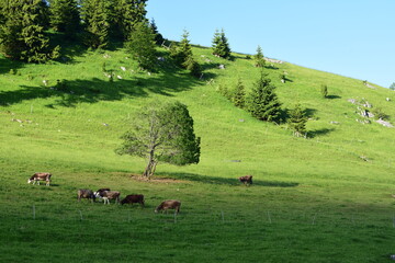 Cows on a green hill