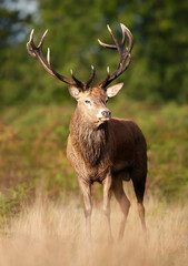 Naklejka na ściany i meble Red deer stag standing in a field during rutting season in autumn