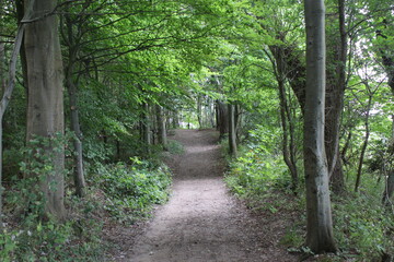 Waldweg auf der Steilküste