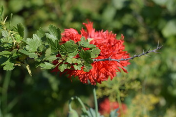 Red flower behind branch