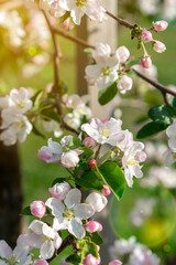 Naklejka na ściany i meble Beautiful blooming apple trees in spring park close up. Apple trees flowers. the seed-bearing part of a plant, consisting of reproductive organs. Blooming apple tree. Spring flowering of trees. toned