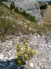 stone wall with flowers