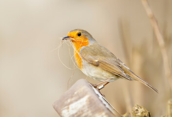 European Robin with nesting material in the beak