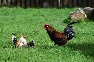 Roosters in green grass