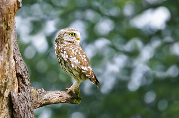 Close up of a little owl perched in a tree