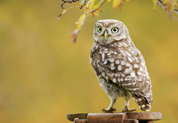 Little owl perched on a metal post against colorful background