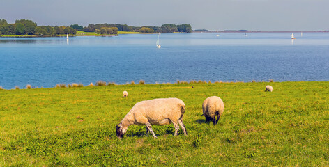 Sheep graze overlooking the northern shore of Rutland Water reservoir in summertime