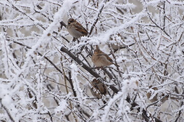 Small bird on a frost covered bush