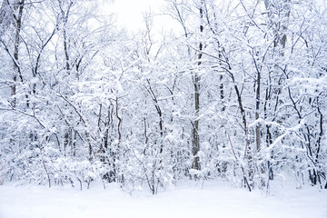 Winter snow storm in Montreal Canada on Jan 15, 2021