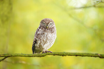 Little owl perched on a tree branch against green background