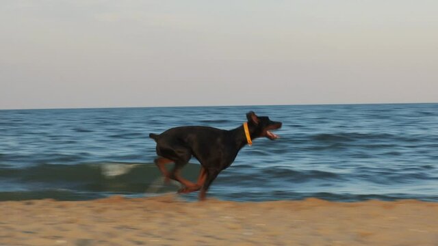 Young big healthy Doberman dog female is running at the beach, enjoying life and nature, disperses birds in slow motion. Golden hour at the sean, ocean with waves in the background. Royal happy doggy
