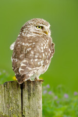 Little owl perched on a wooden post