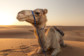 Camel sitting in the sand at sunset in the Omani desert