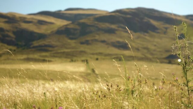 Fresh wind blowing through the golden grass by the mountains -wide