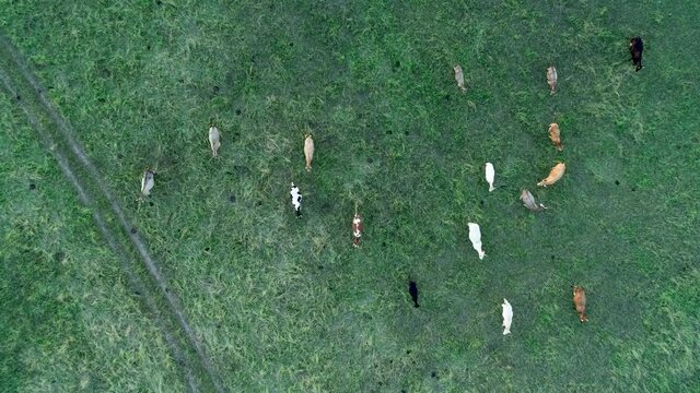 Top view of cows in the field running. Frone footage