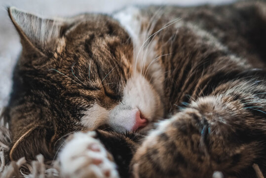 Close-up einer schlafenden Katze